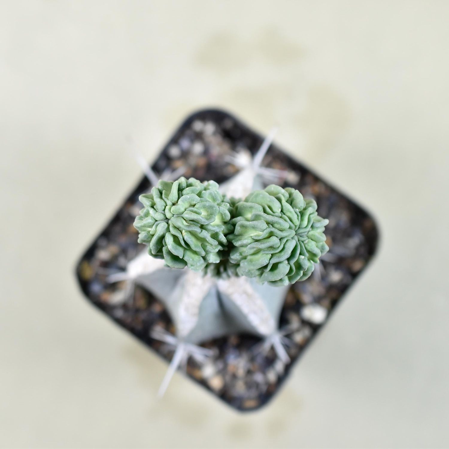 Echinofossulocactus Multicostatus Cv Inermis