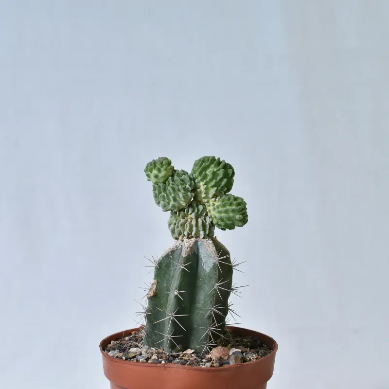 Echinofossulocactus Multicostatus Cv Inermis Echinofossulocactus Multicostatus Cv Inermis