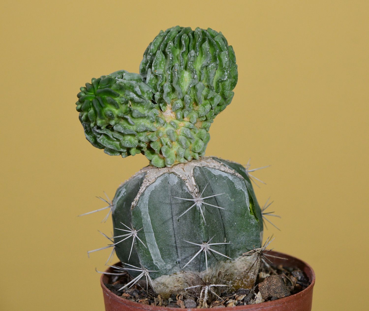 Echinofossulocactus multicostatus Cv Inermis