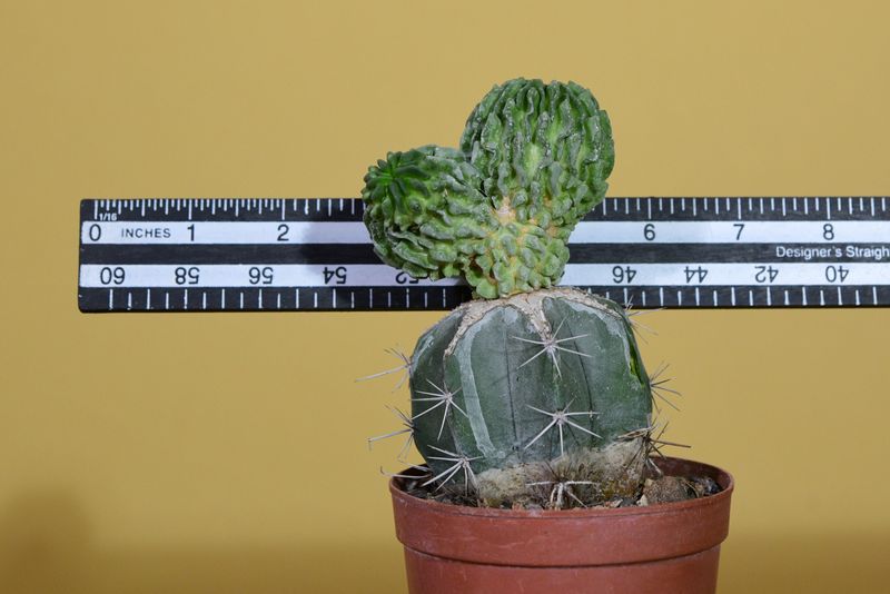 Echinofossulocactus multicostatus Cv Inermis