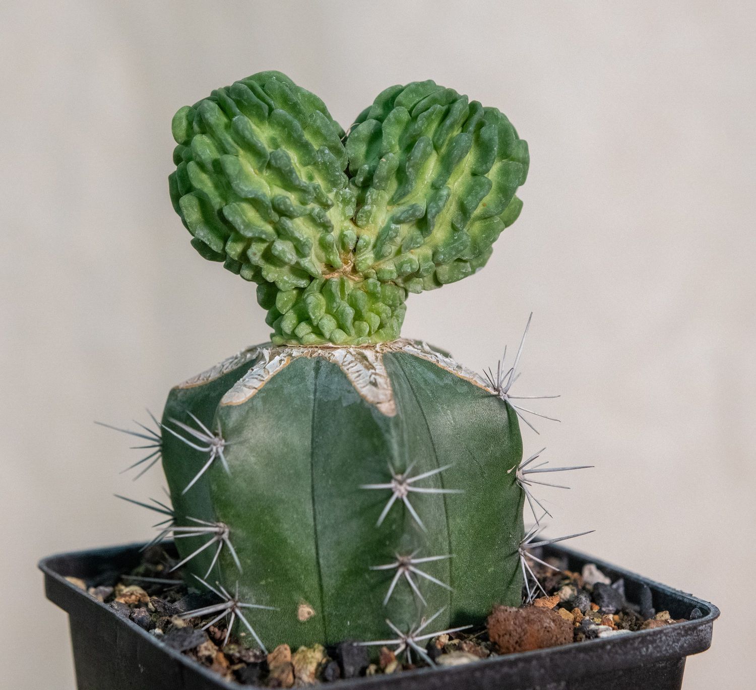 Echinofossulocactus multicostatus cv Inermis in black nursery pot