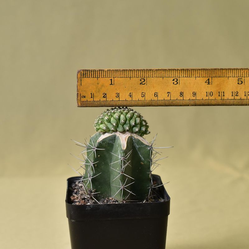 Turbinicarpus lophophoroides crest
