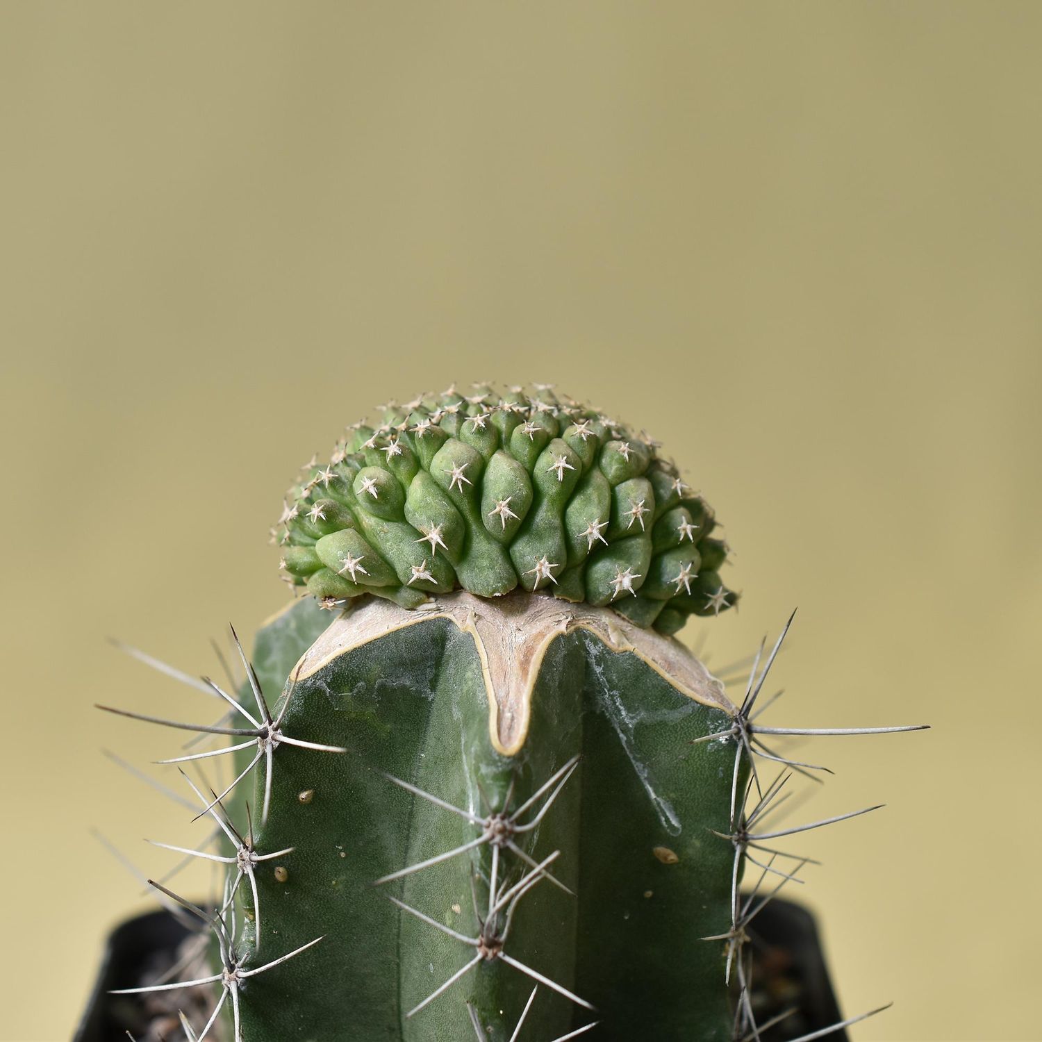 Turbinicarpus lophophoroides crest