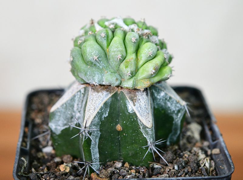 Turbinicarpus lophophoroides crest Turbinicarpus lophophoroides crest