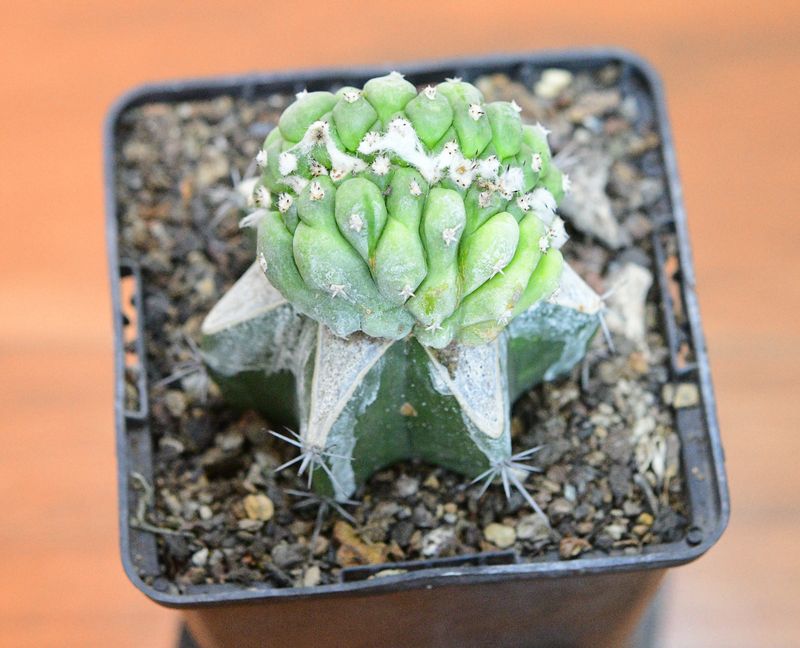 Turbinicarpus lophophoroides crest
