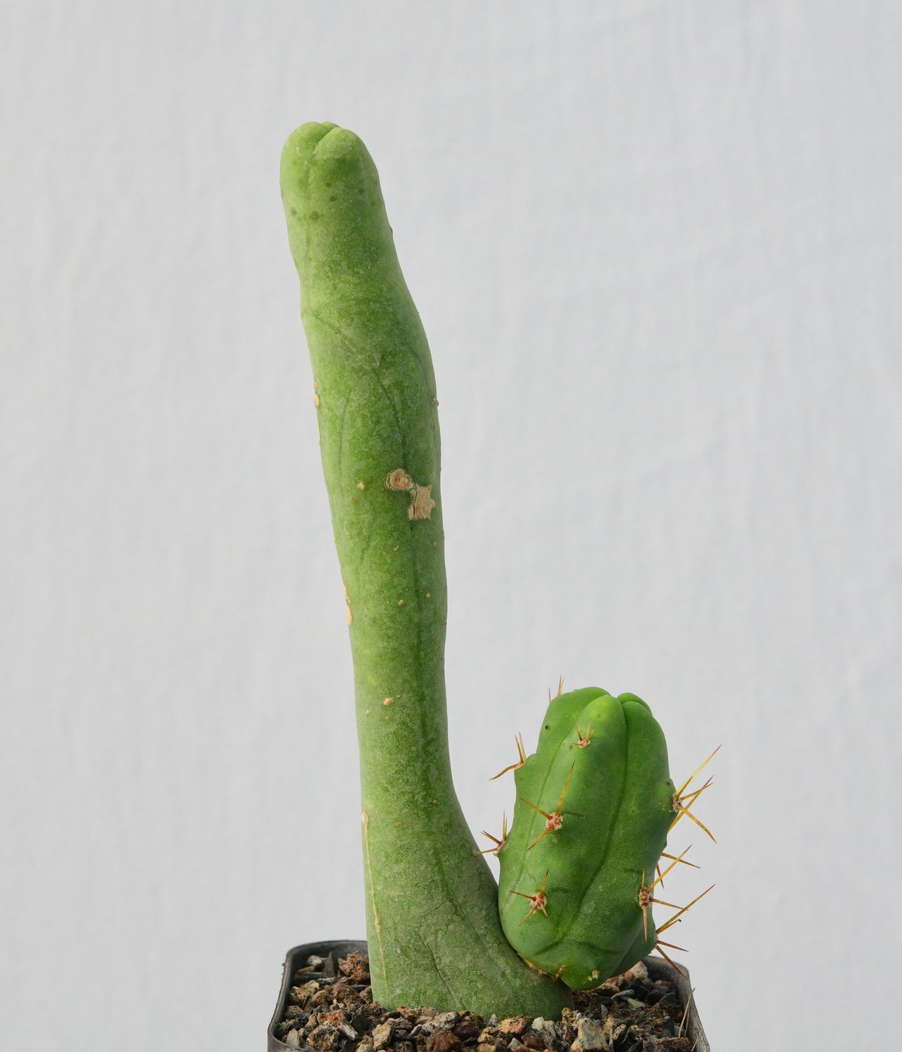 Trichocereus bridgesii monstrose