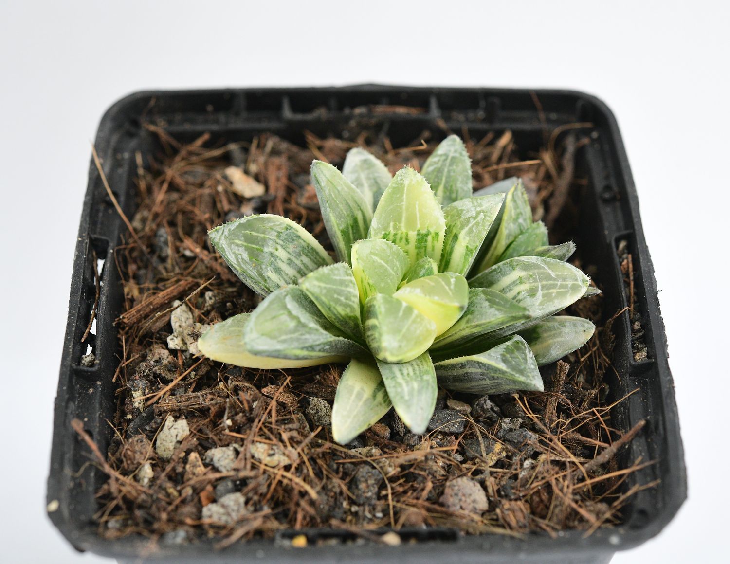 Haworthia retusa Variegated