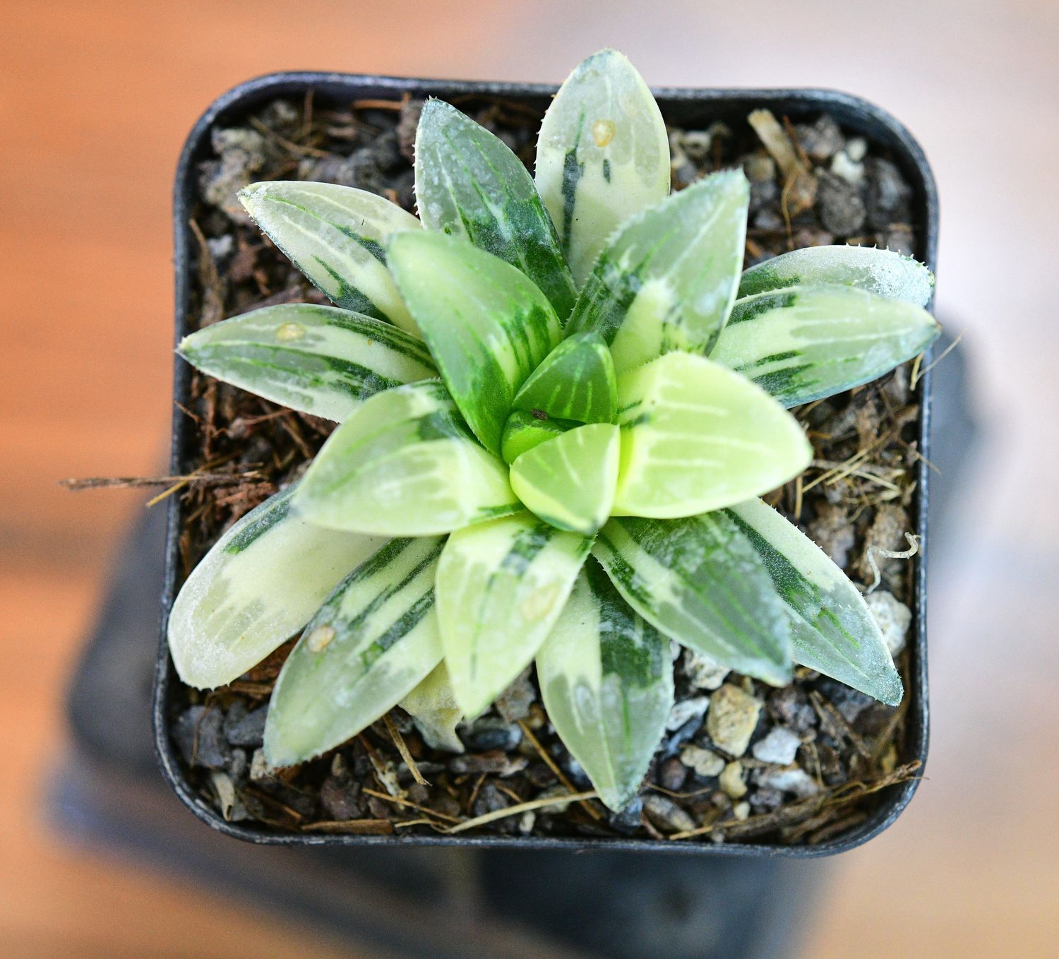 Haworthia retusa Variegated top-down view