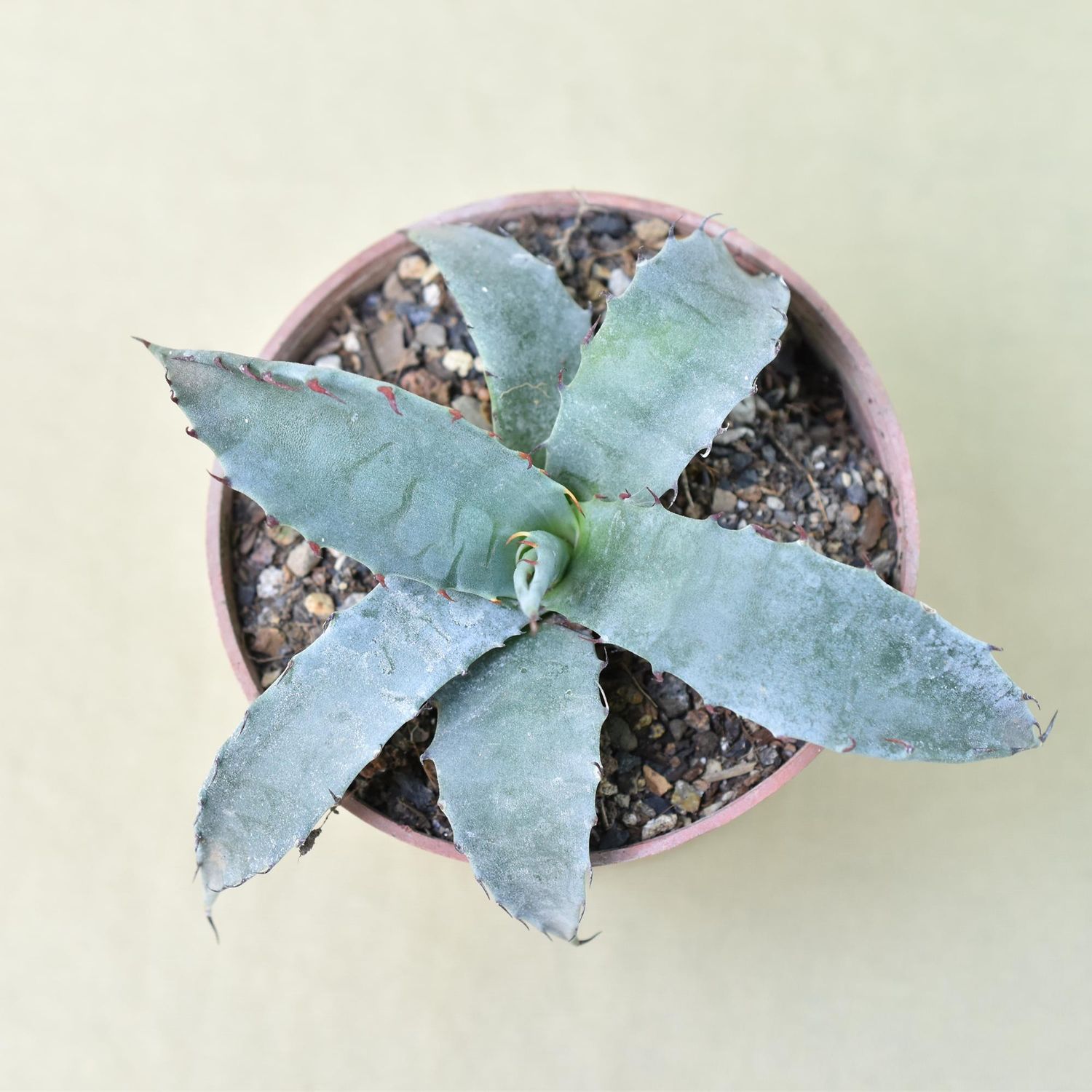 Agave marmorata (Marbled Agave)
