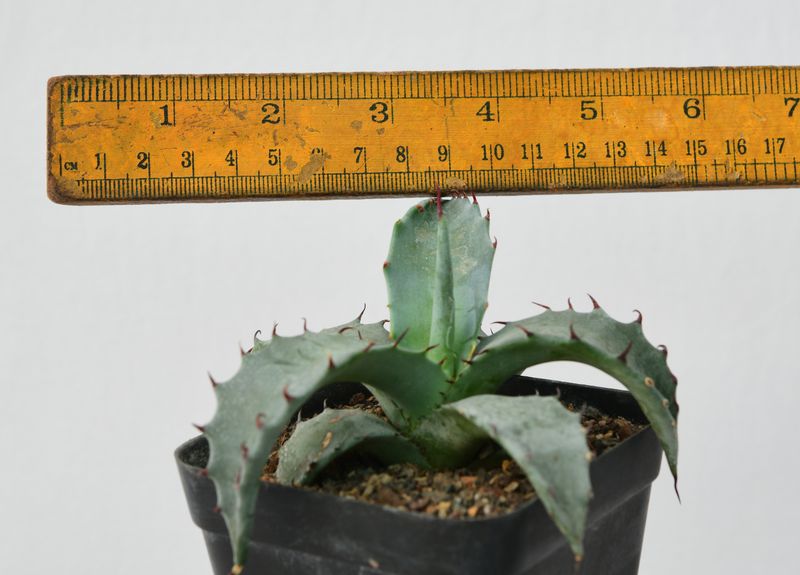 Agave marmorata (Marbled Agave)