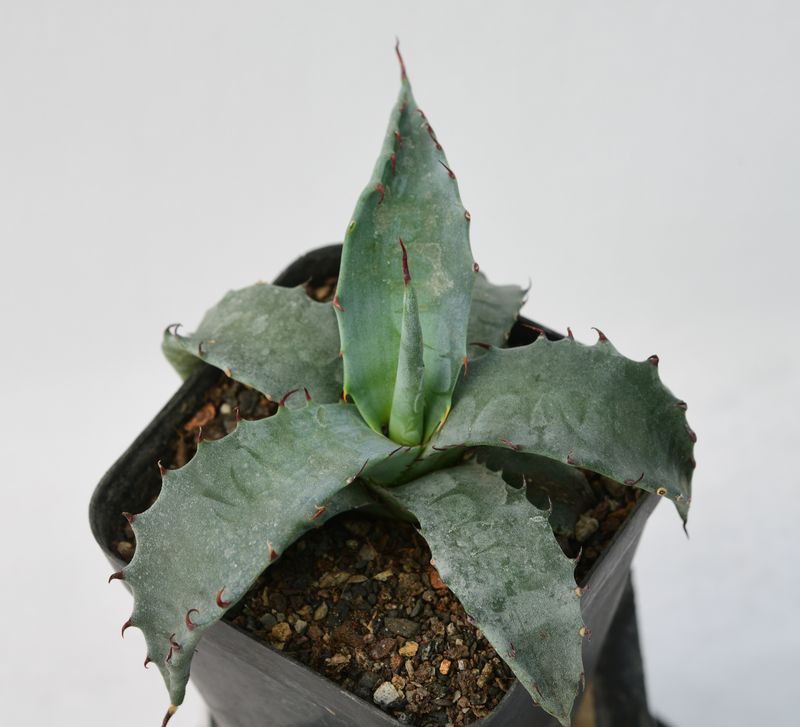Agave marmorata (Marbled Agave) Agave marmorata (Marbled Agave)