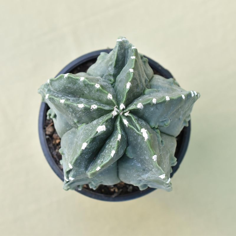 Astrophytum Myriostigma Nudum cv. 'Fukuryu'