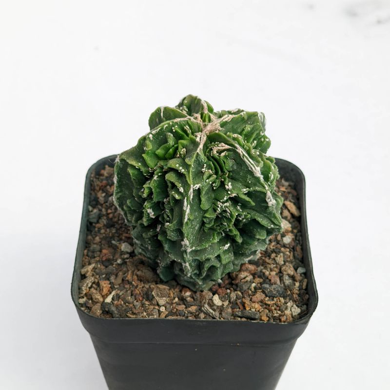 Astrophytum Myriostigma Nudum cv. 'Fukuryu'