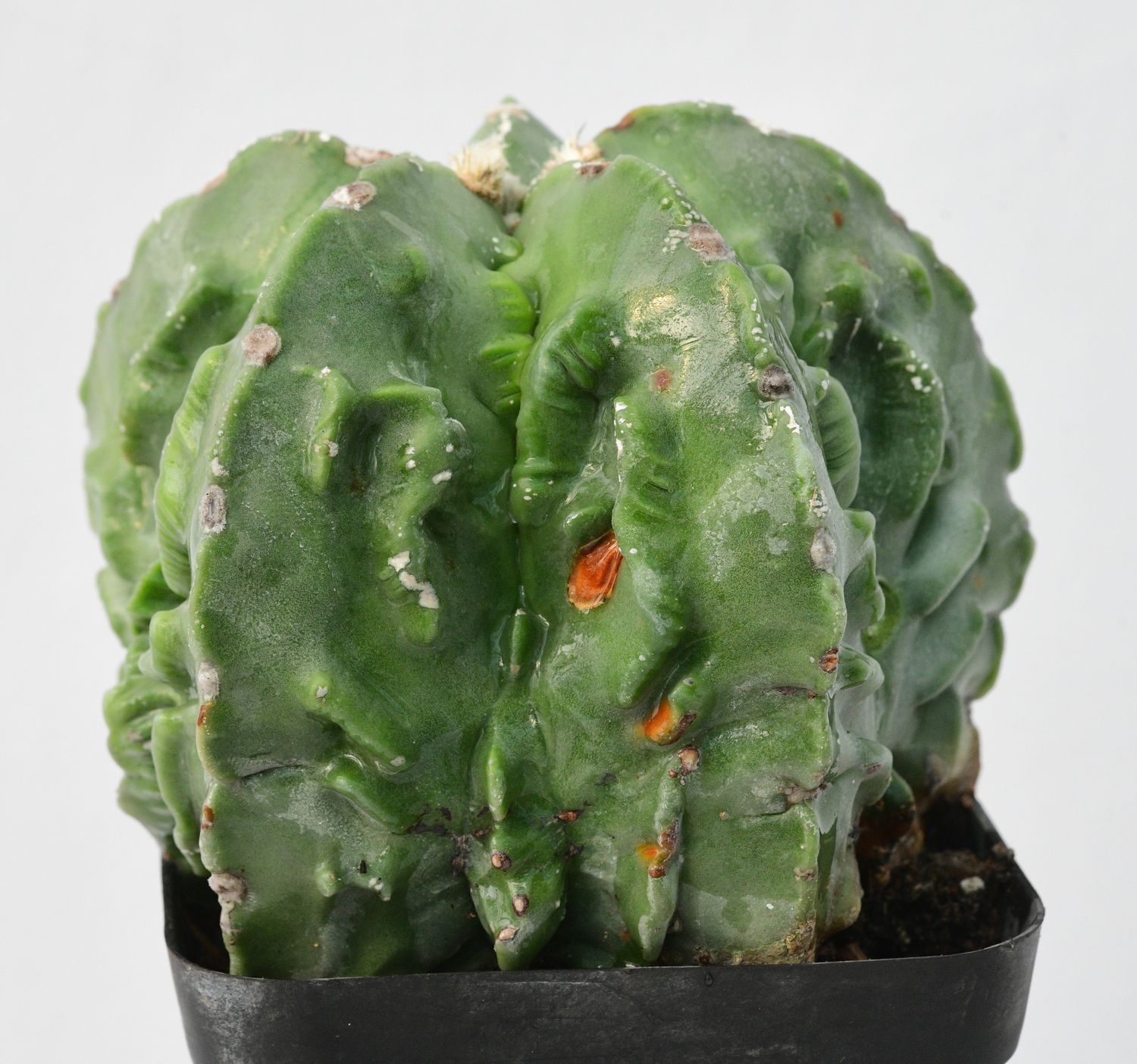 Astrophytum Myriostigma Nudum cv. 'Fukuryu' Astrophytum Myriostigma Nudum cv. 'Fukuryu'