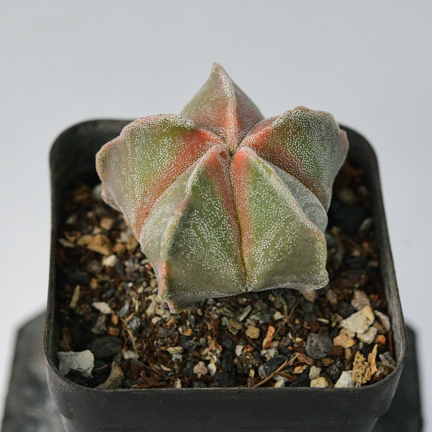 Astrophytum myriostigma nudum KOHYO Astrophytum myriostigma nudum KOHYO