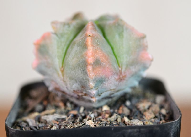 Astrophytum myriostigma nudum Kohyo