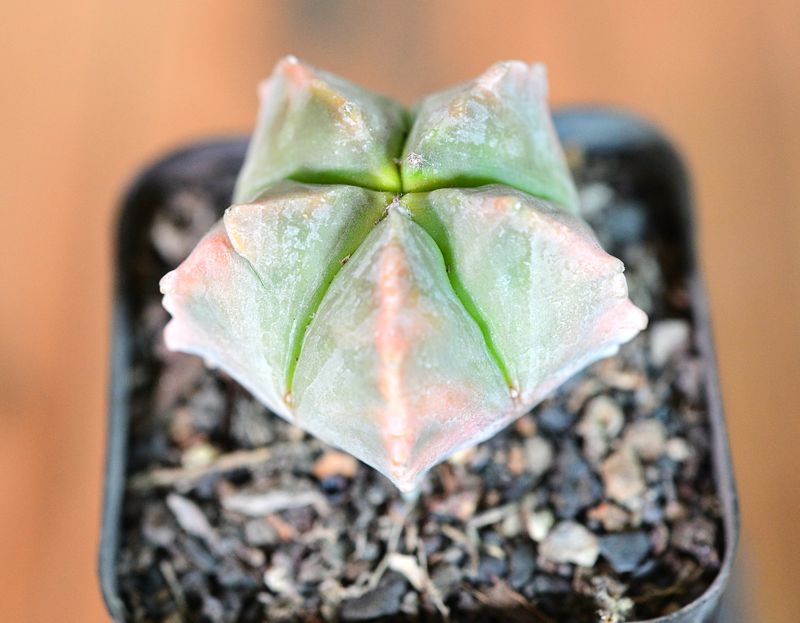 Astrophytum myriostigma nudum Kohyo