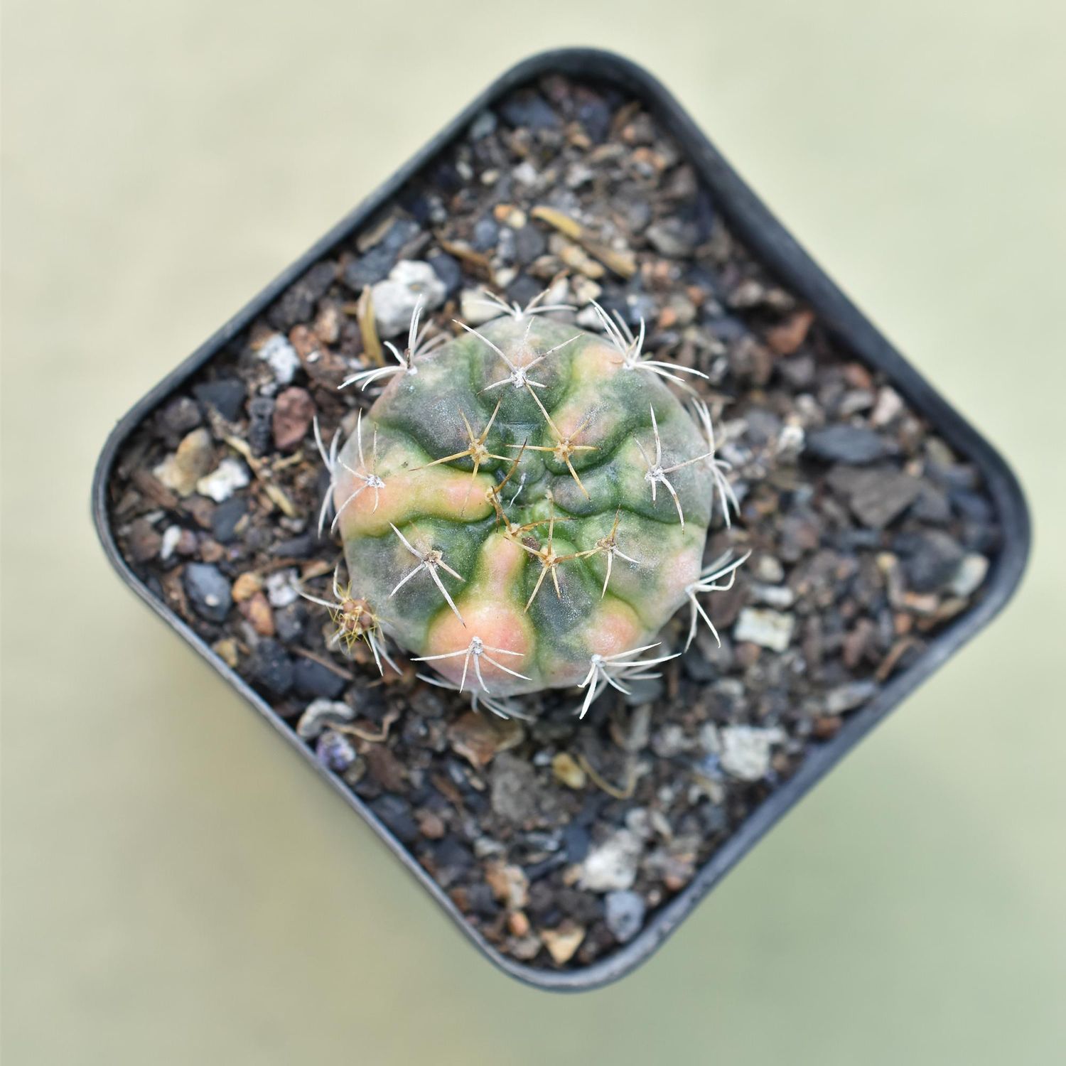 Gymnocalycium proliferum vareigated