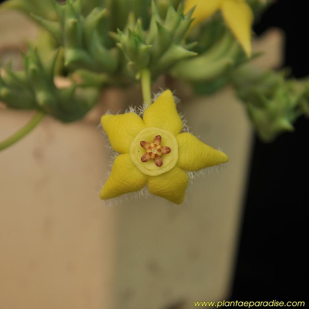 Orbea semota Orbea semota