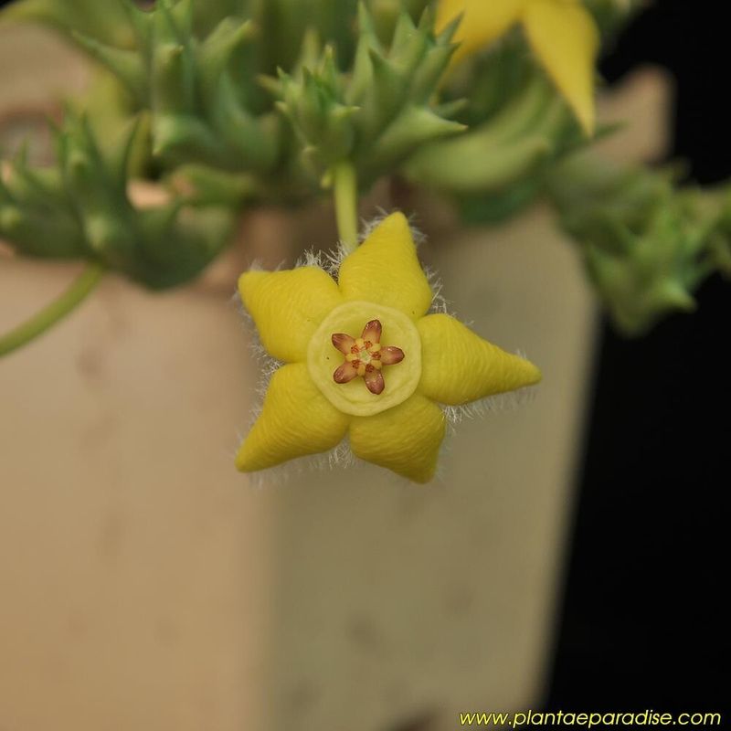 Orbea semota Orbea semota