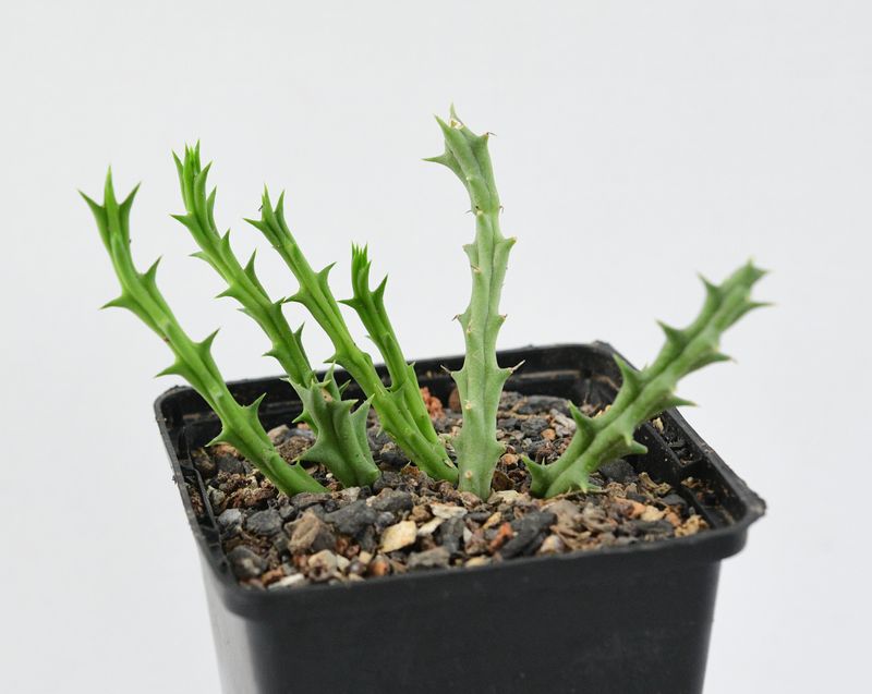 Orbea semota