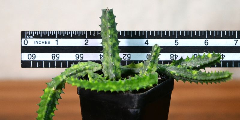 Heurnia zebrina insigniflora variegated measured against scale ruler