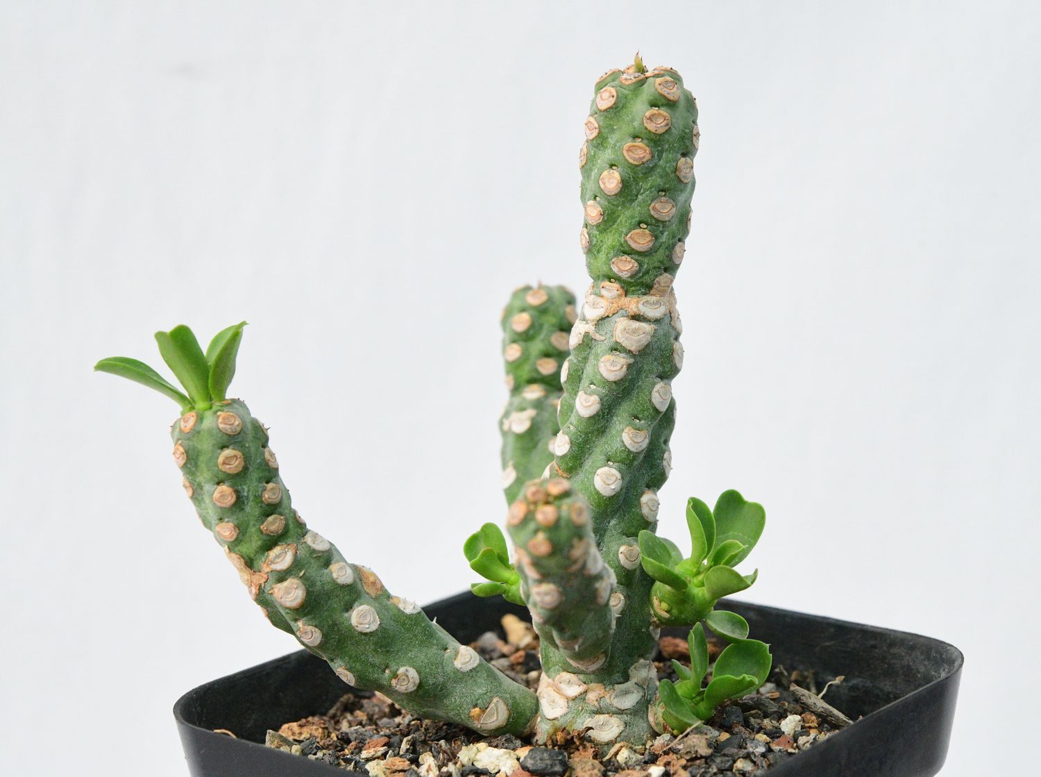 Euphorbia royleana f inermis