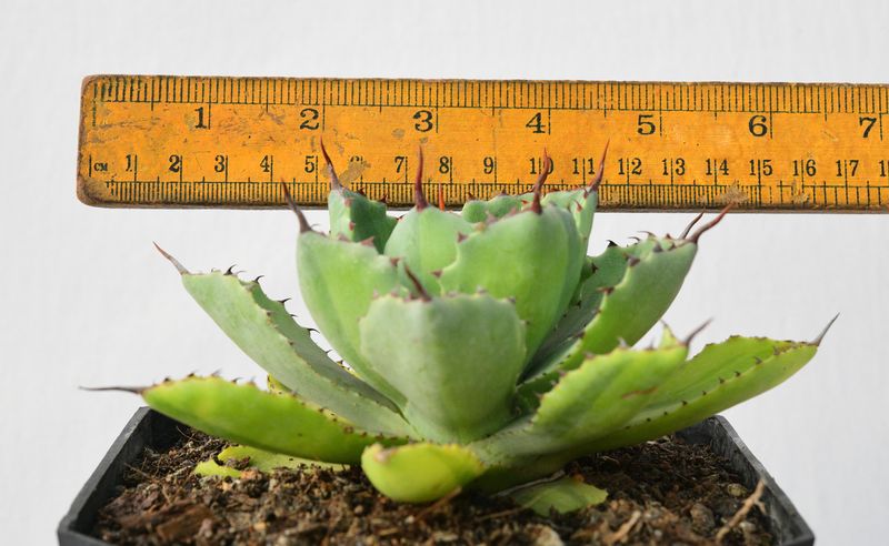 Agave Kissho Kan Lime Variegated