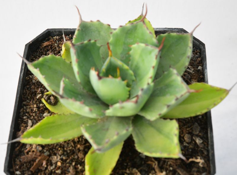 Agave Kissho Kan Lime Variegated Agave Kissho Kan Lime Variegated