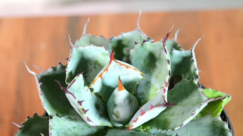 Agave Kissho Kan Lime Variegated close-up detail