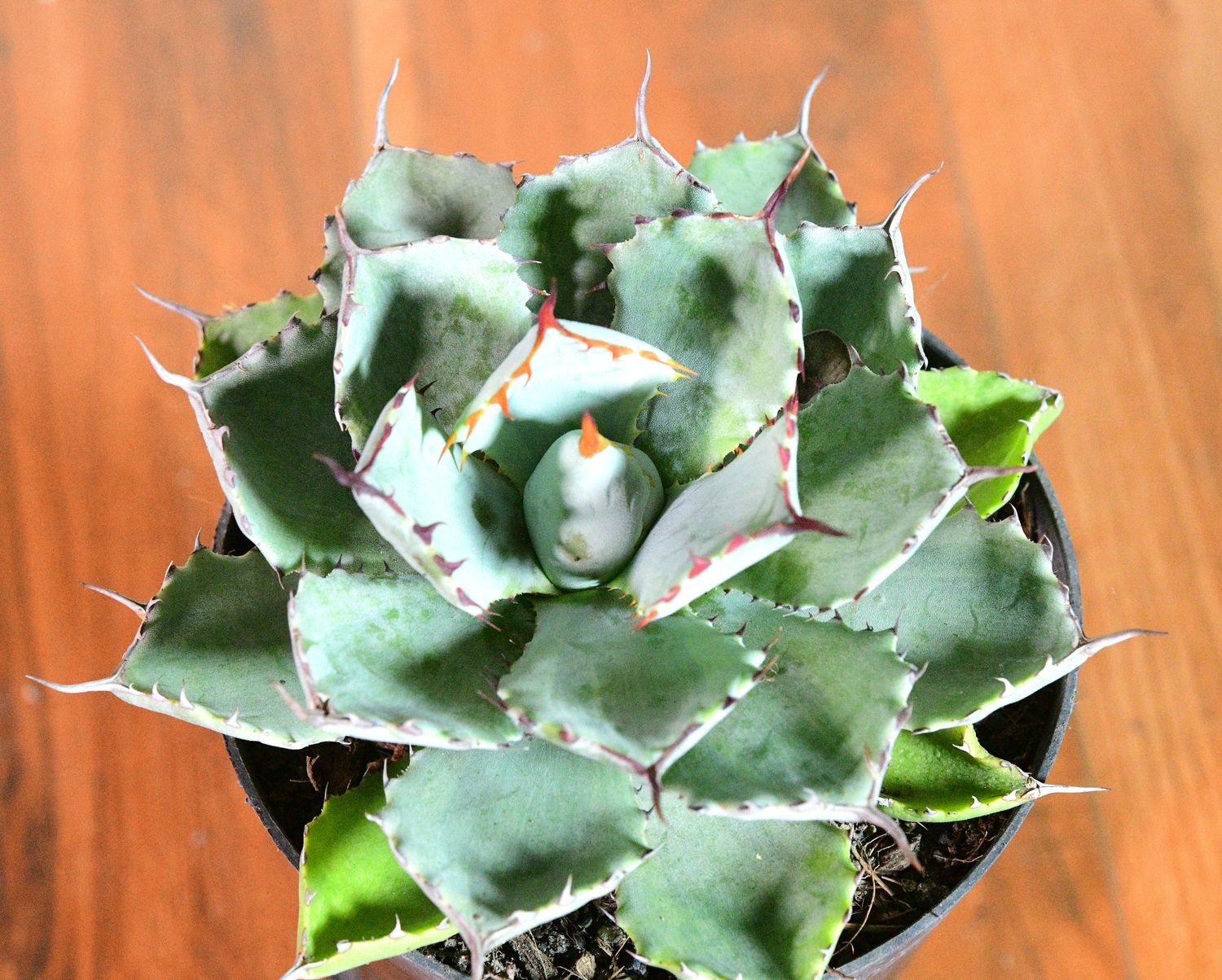 Agave Kissho Kan Lime Variegated Agave Kissho Kan Lime Variegated top-down view