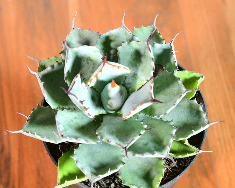 Agave Kissho Kan Lime Variegated Agave Kissho Kan Lime Variegated top-down view
