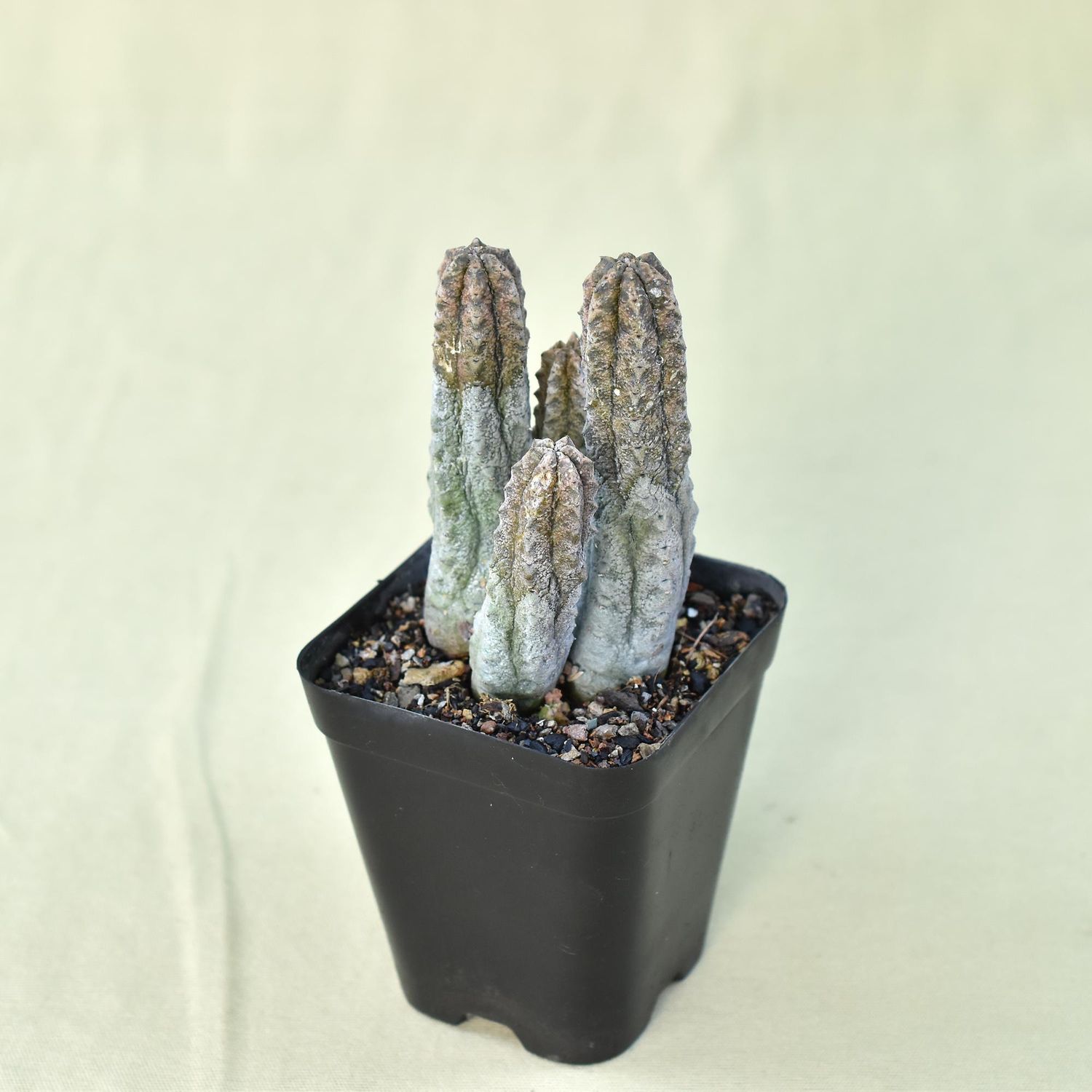 Euphorbia abdelkuri