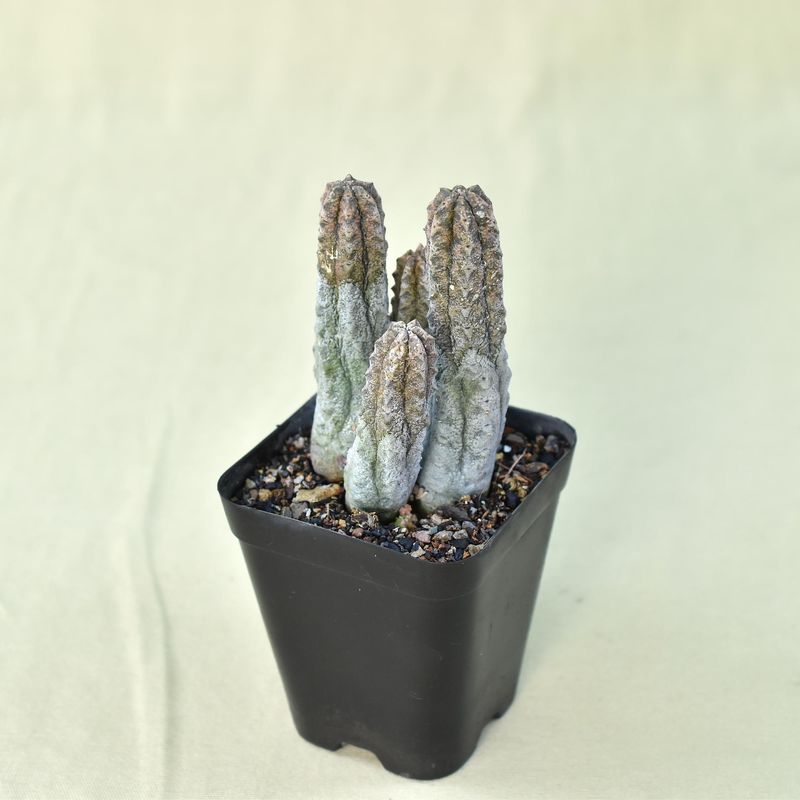 Euphorbia abdelkuri
