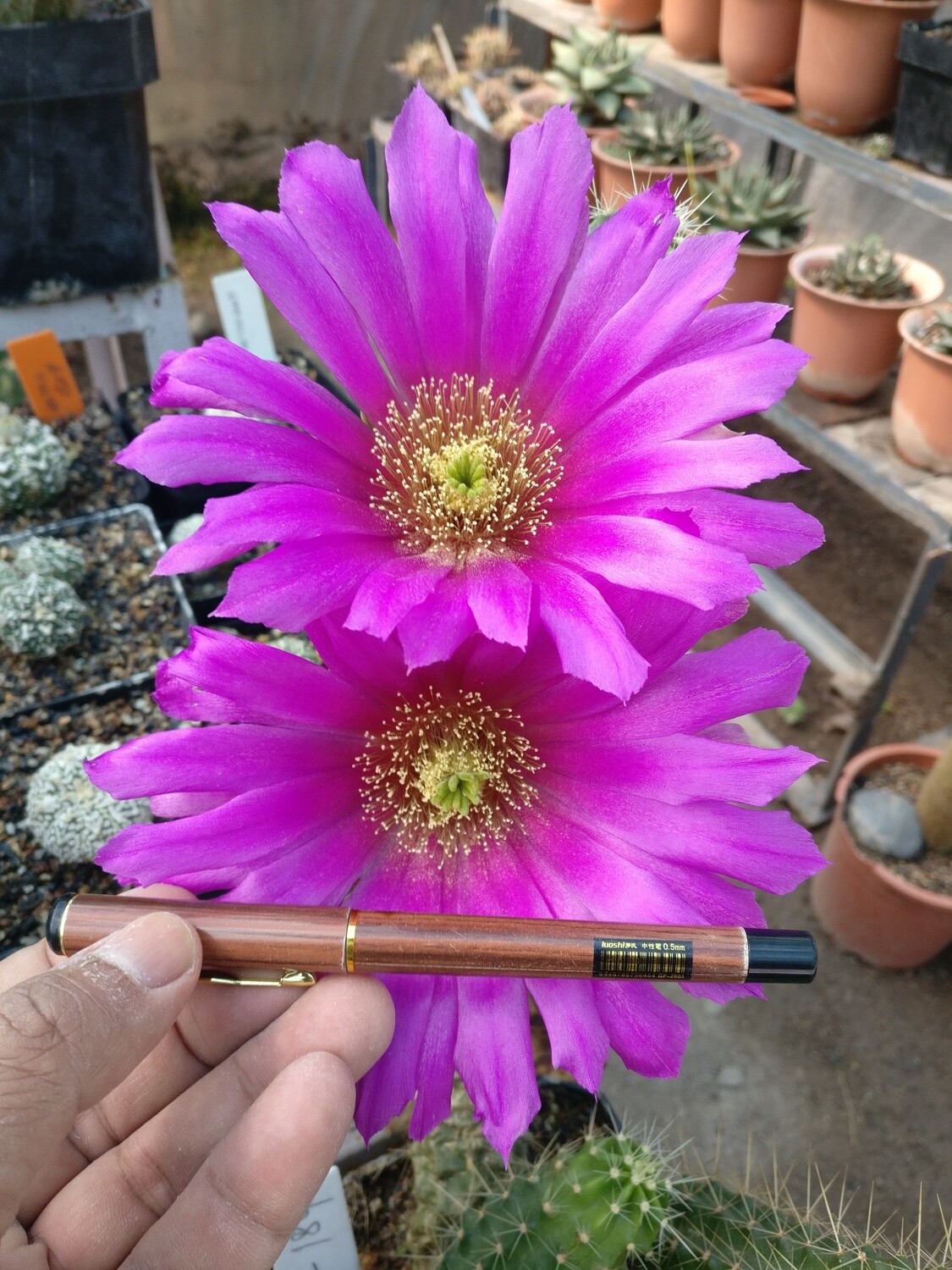 Echinocereus Viereckii Subsp. Santamariensis-With Flower