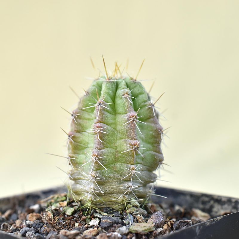 Echinocereus Viereckii Subsp. Santamariensis
