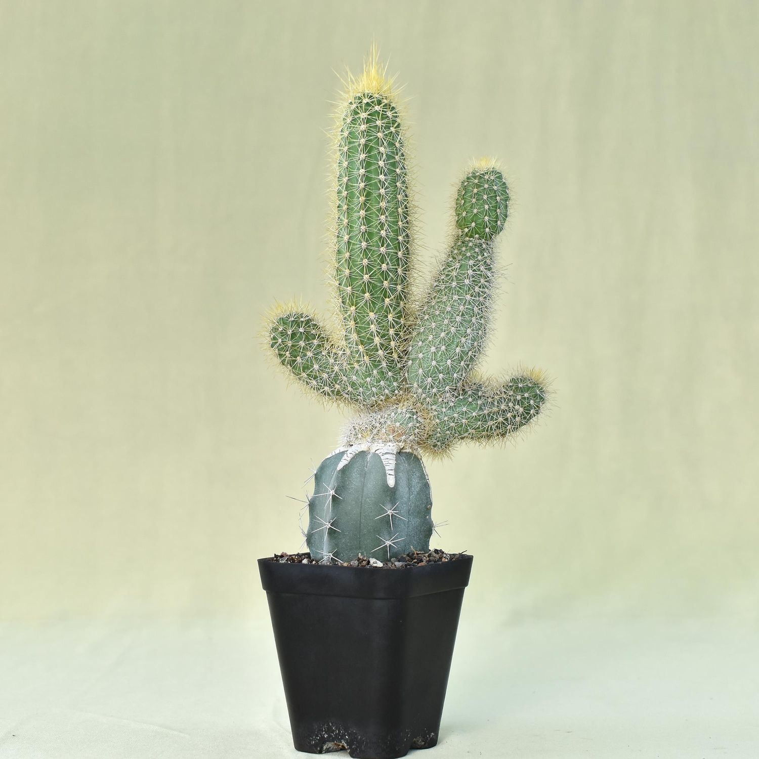 Cleistocactus Parapetiensis F. Cristata