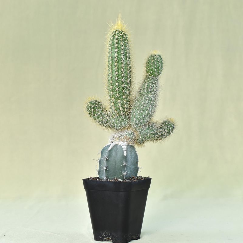 Cleistocactus Parapetiensis F. Cristata