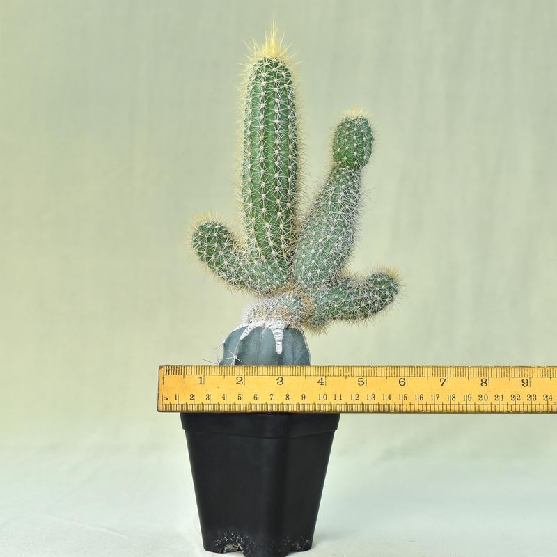 Cleistocactus Parapetiensis F. Cristata