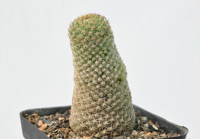 Mammillaria polythele front view