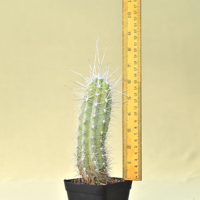 Stetsonia coryne (Toothpick Cactus)