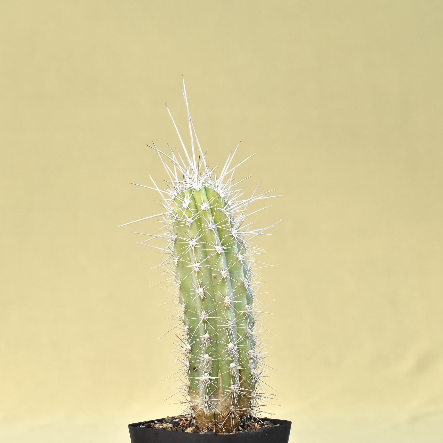 Stetsonia coryne (Toothpick Cactus)