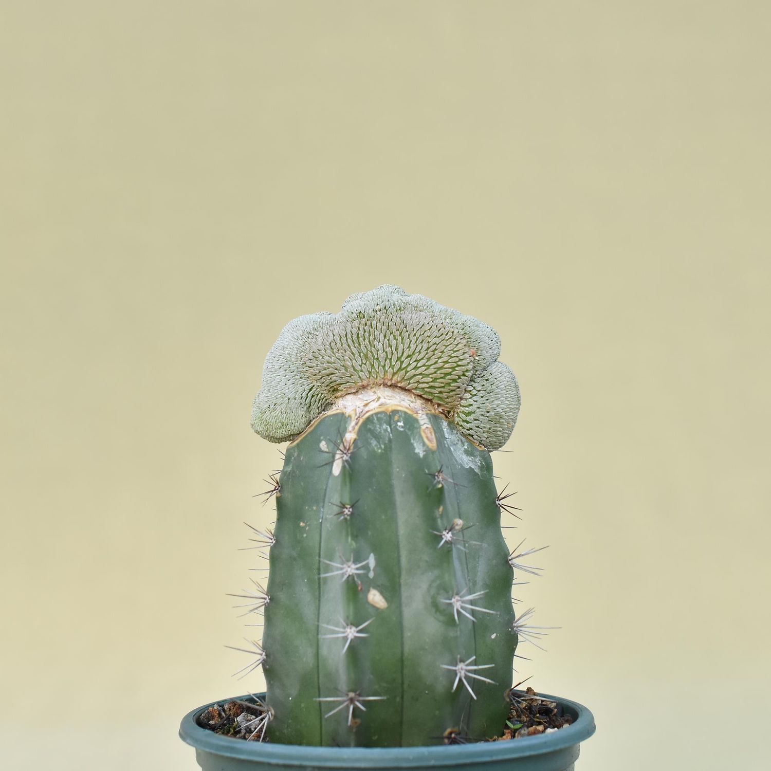 Pelecyphora aselliformis crest