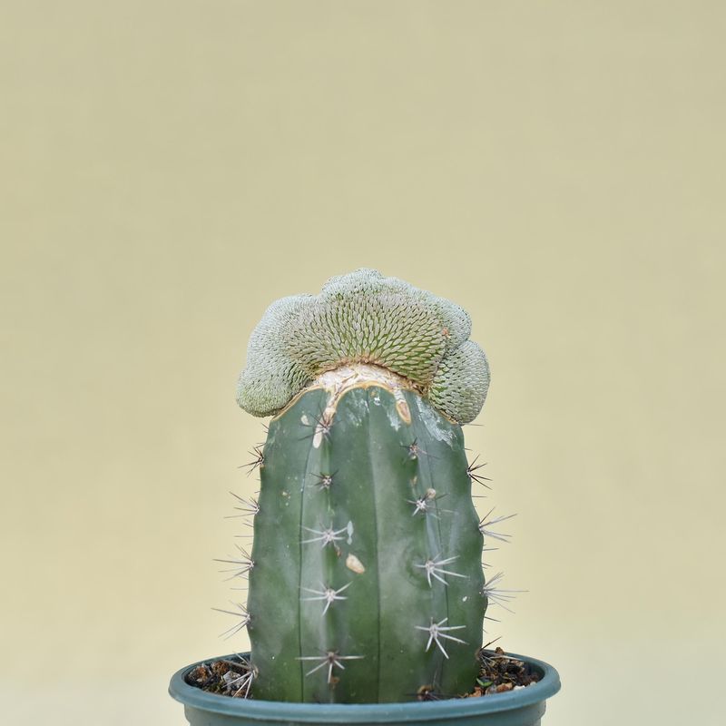 Pelecyphora aselliformis crest