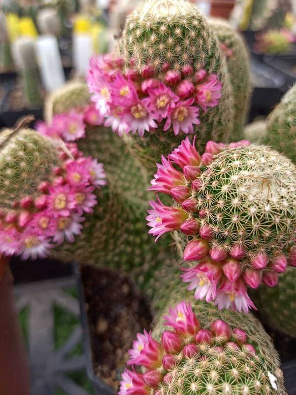 Mammillaria Polythele