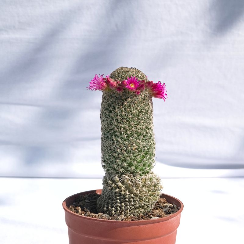 Mammillaria polythele in bloom, potted