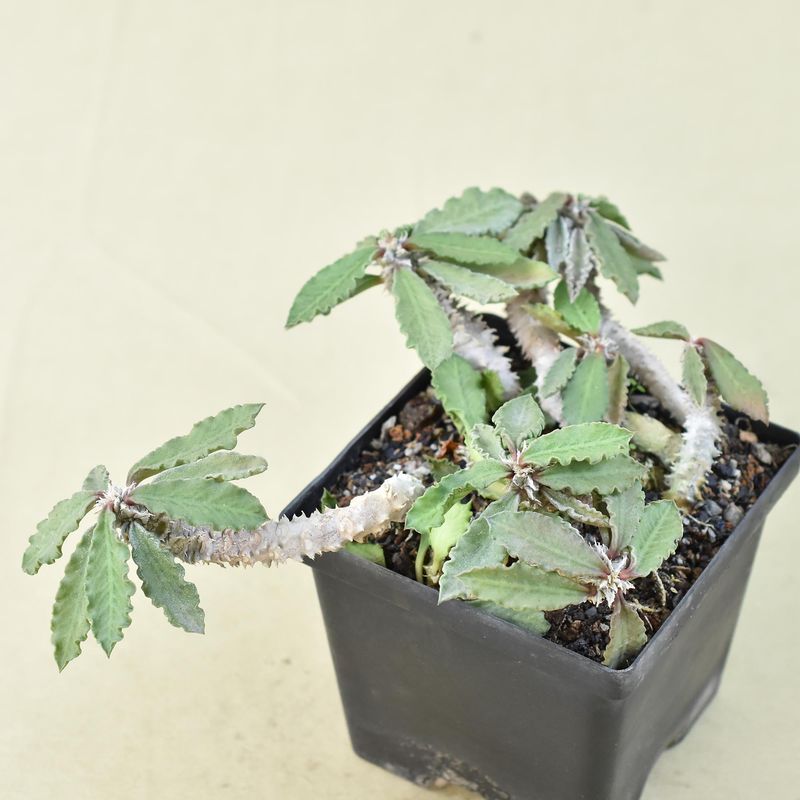 Euphorbia decaryi