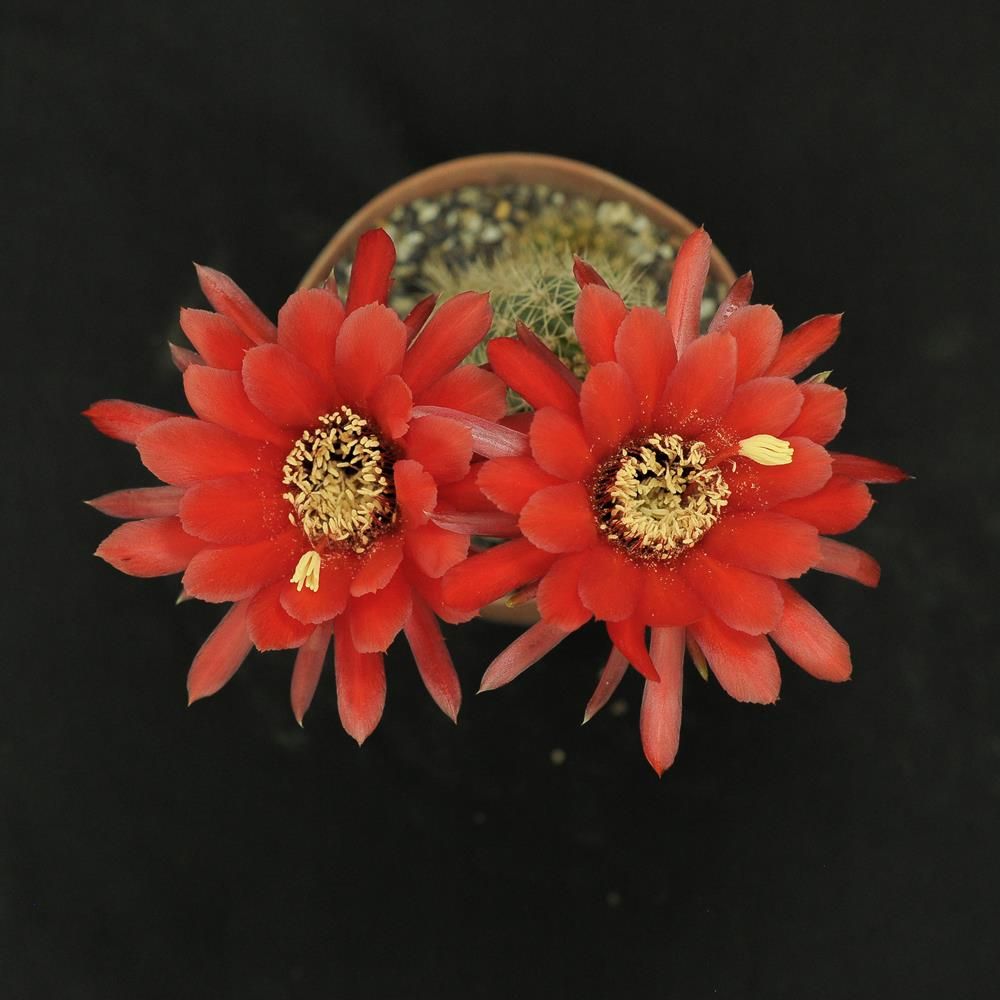 Trichocerous hybrid Crimson Ember Blossom Trichocerous hybrid Crimson Ember Blossom