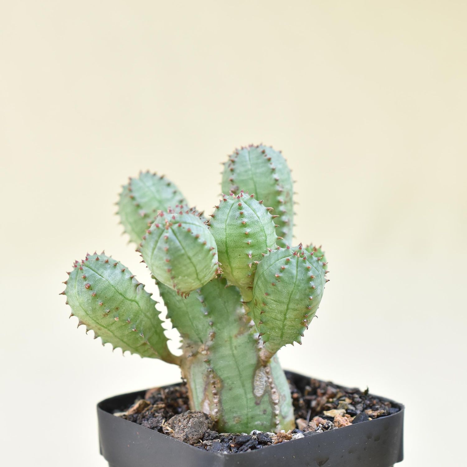 Euphorbia daisymontana  (E obesa X E tubiglans)
