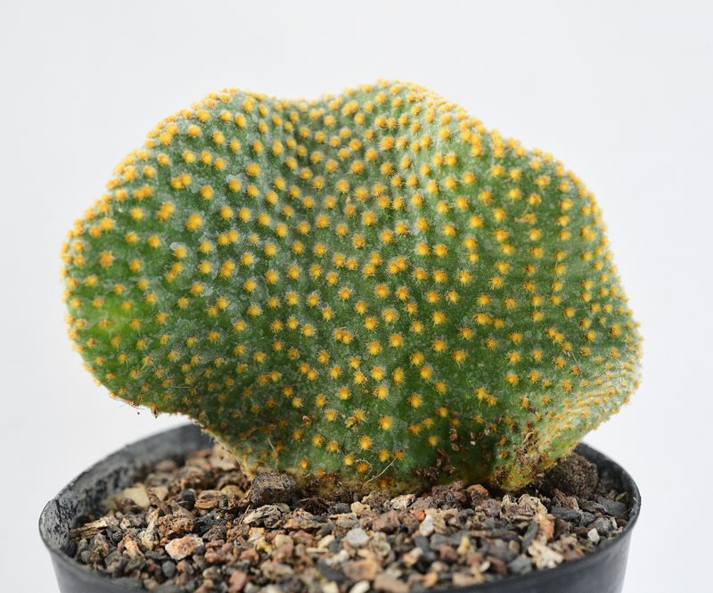 Opuntia microdasys Crest front view, different angle